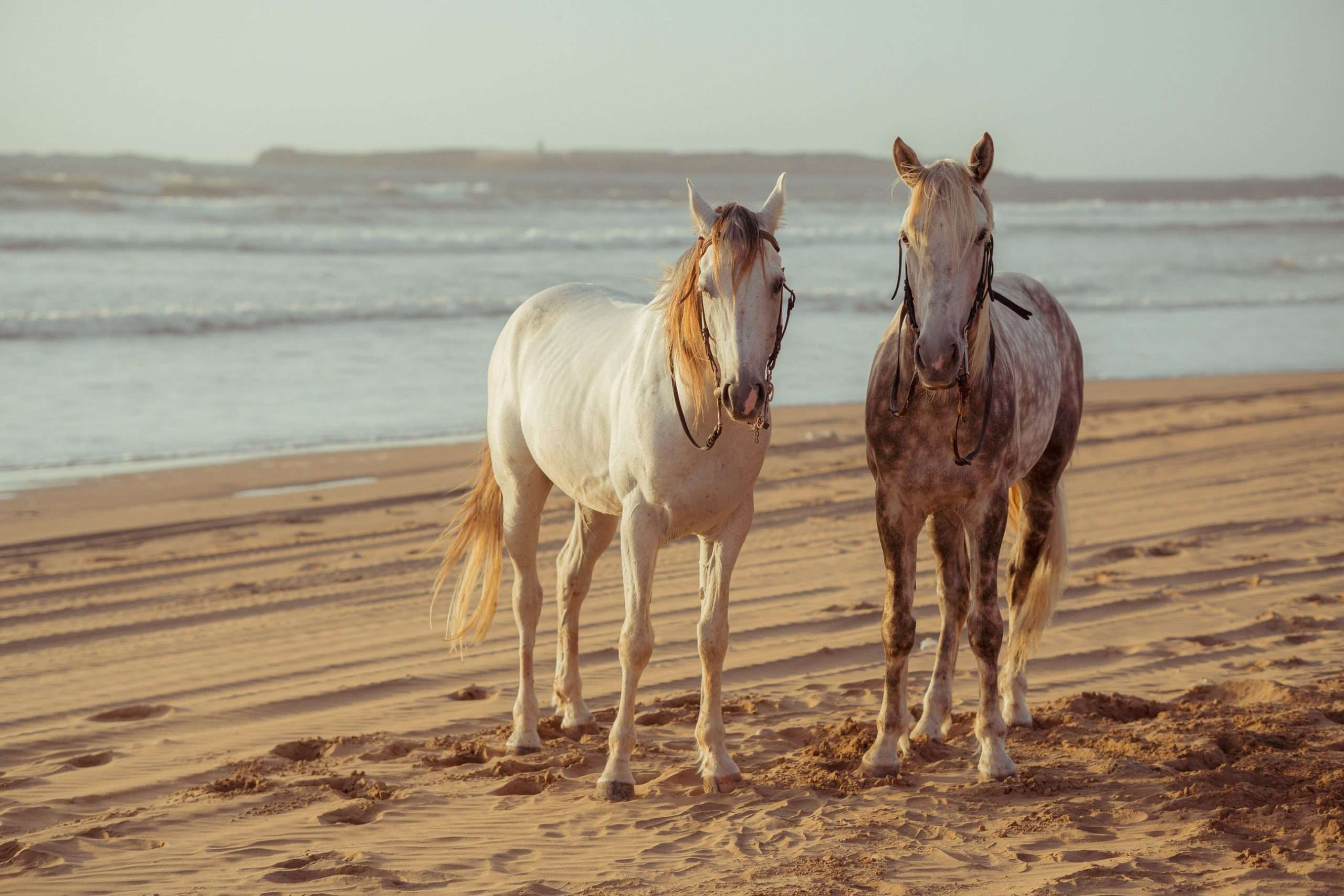 Read more about the article Livingston Woods