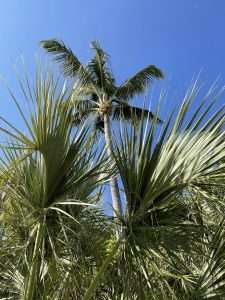 Read more about the article LaMorada