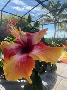 Read more about the article Marbella Lakes